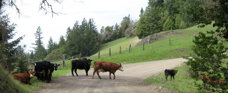 Cows in the road