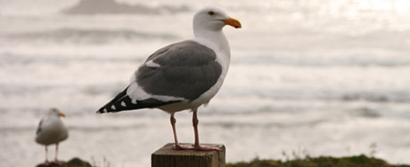 A closer look at the seagulls