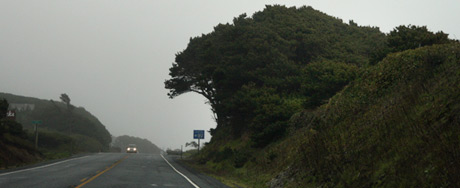 A big bush/tree looking like a wave over the road
