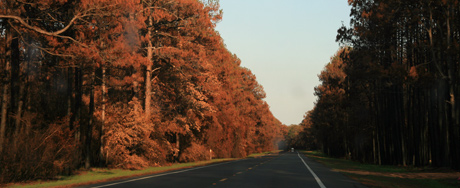 After the fire - red trees along the road
